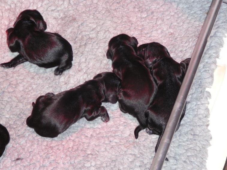 de eerste pups